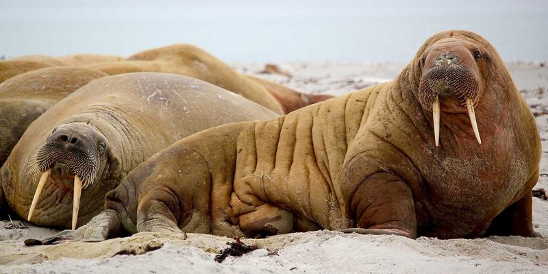 确定性网络(DetNet):重塑工业自动化与车联网的“数字神经系统”